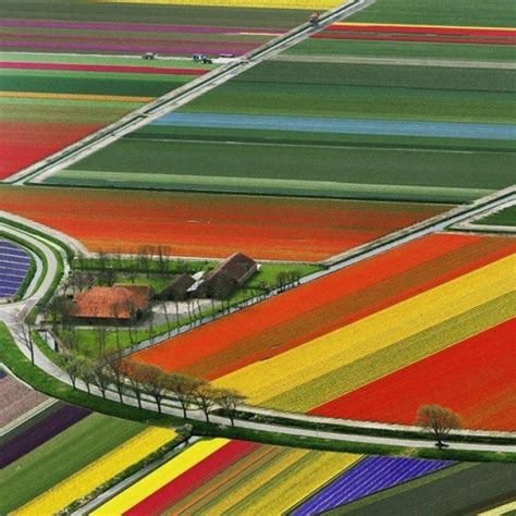 Hollanda Seyahati: Rüya gibi Renkli Lale Bahçeleri